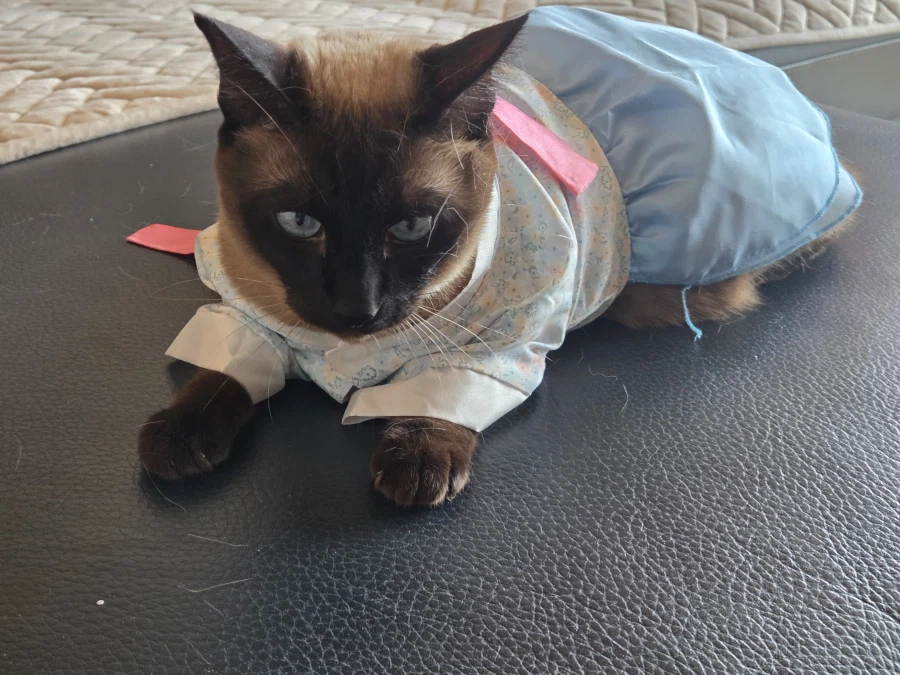 우리집 고양이지만 참 곱다 고와~~_4.webp