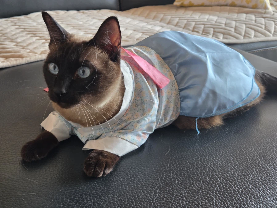 우리집 고양이지만 참 곱다 고와~~_5.webp