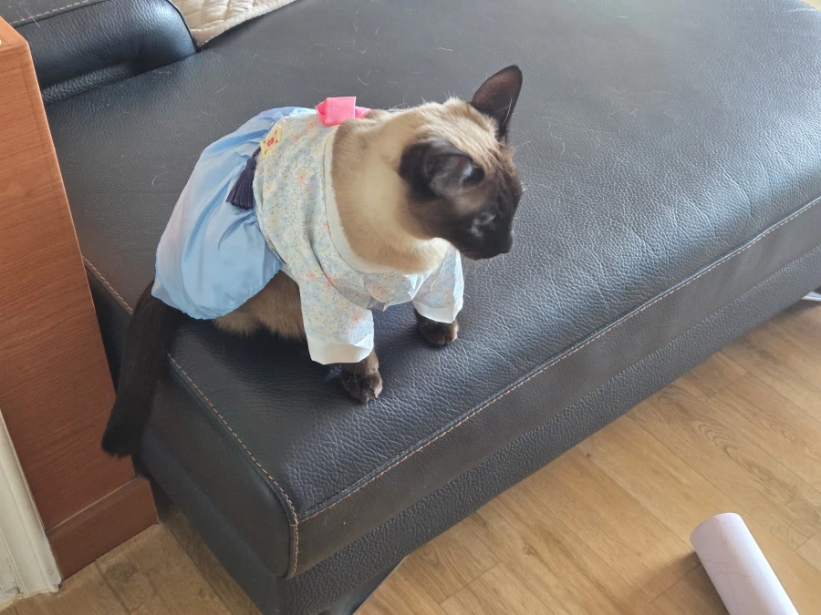 우리집 고양이지만 참 곱다 고와~~_9.webp