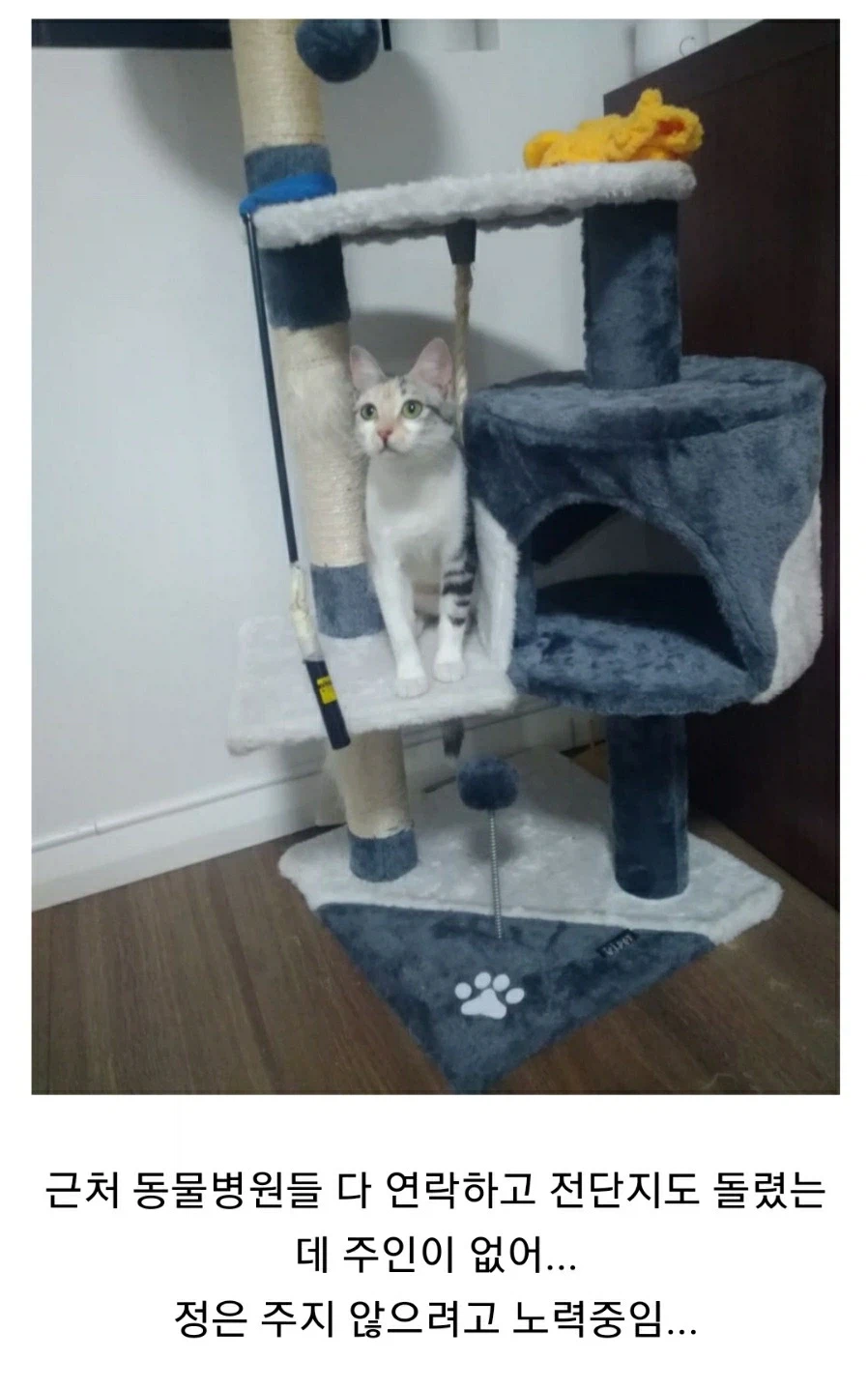 고양이 주웠는데 정을 줄 생각은 없음_1.webp
