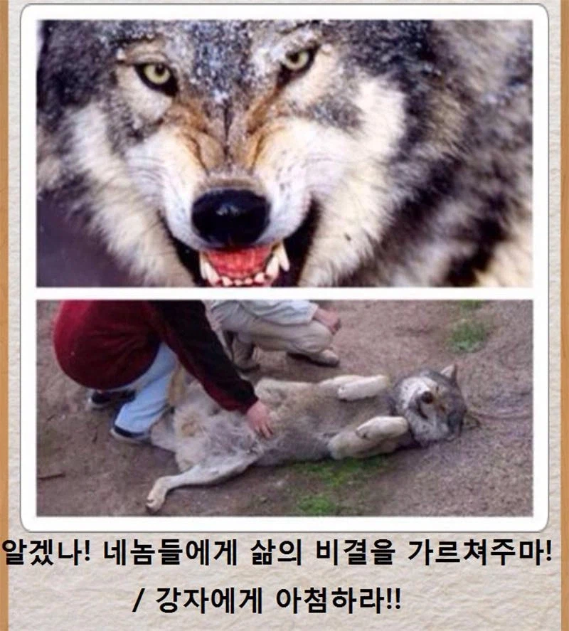 종의 개념으로 보면 개는 성공했다_1.webp