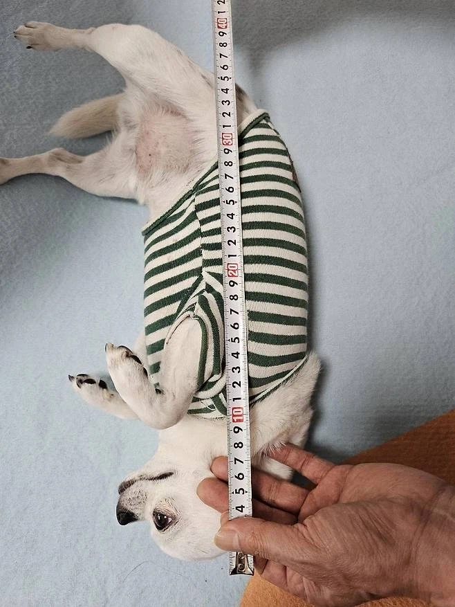 당근에 강아지 집 올려놨는데 문의가 귀엽다_2.webp