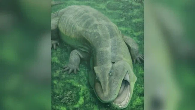 화석이 있다고 이렇게 생긴 생물이 있었다고 믿으라고?_1.webp