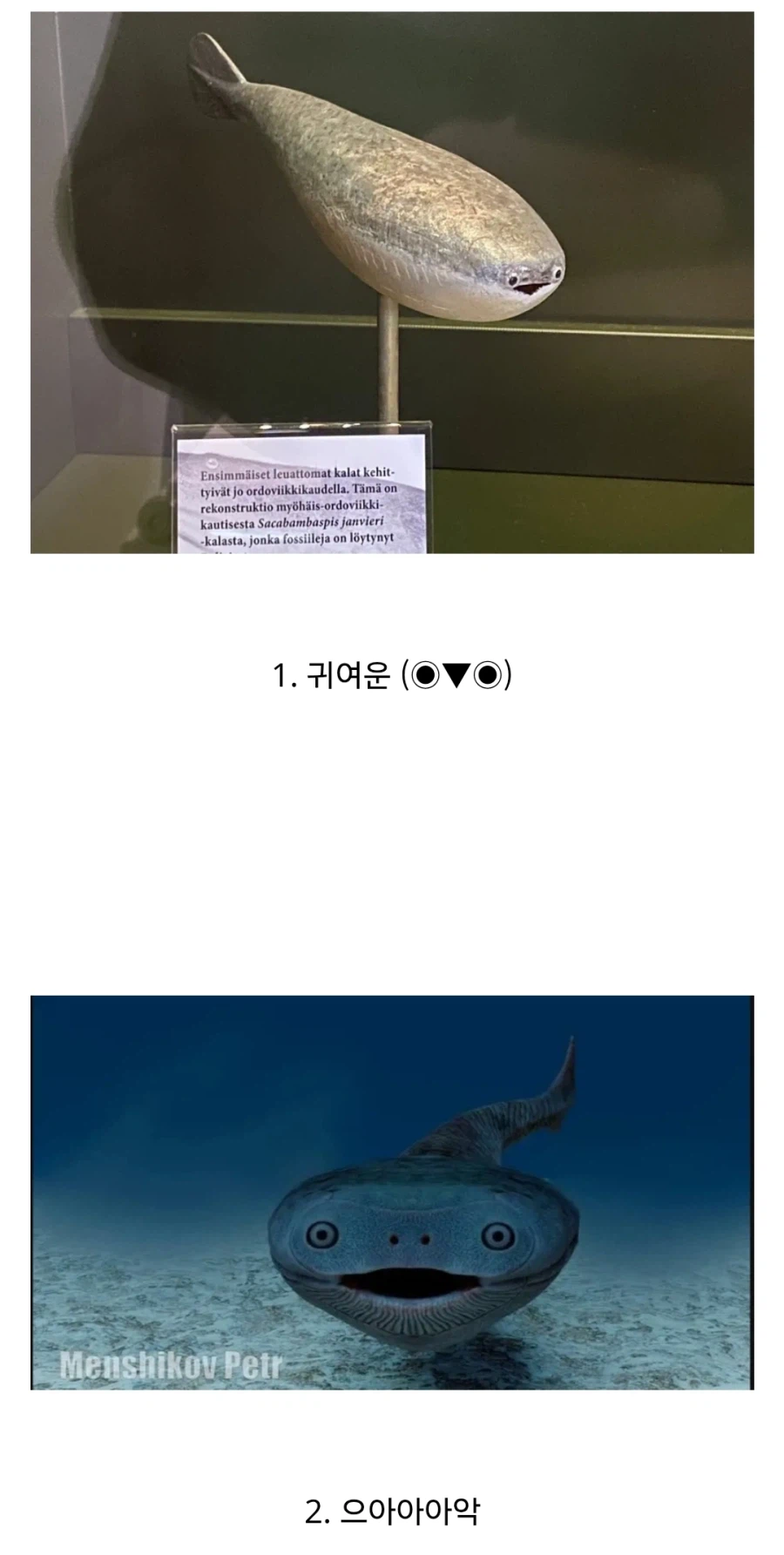 샤카밤바스피스 복원 종류.jpg_1.webp