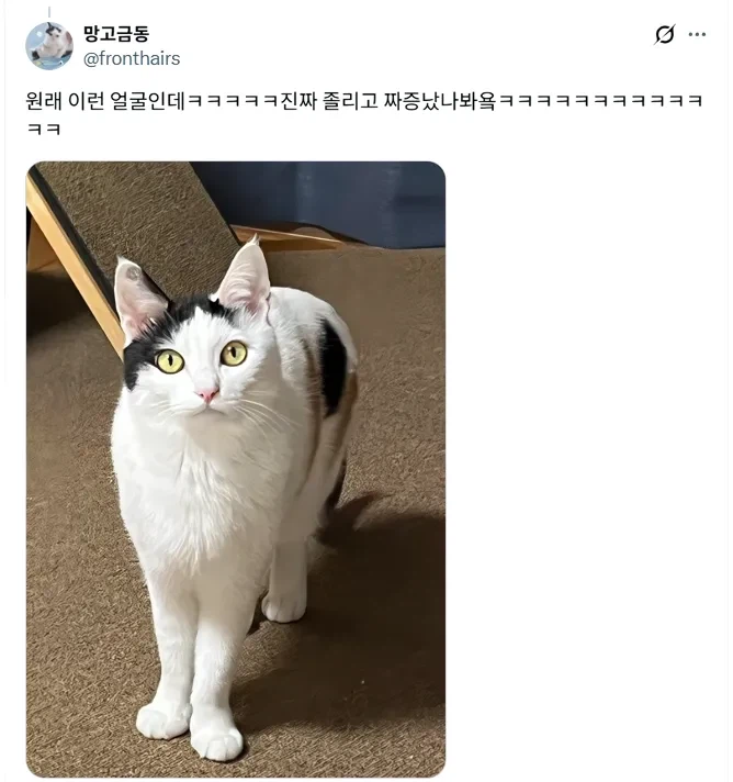 루틴이 깨져서 짜증난 고양이_2.webp