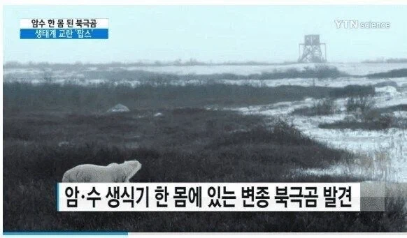 후타나리 북극곰.JPG_1.webp