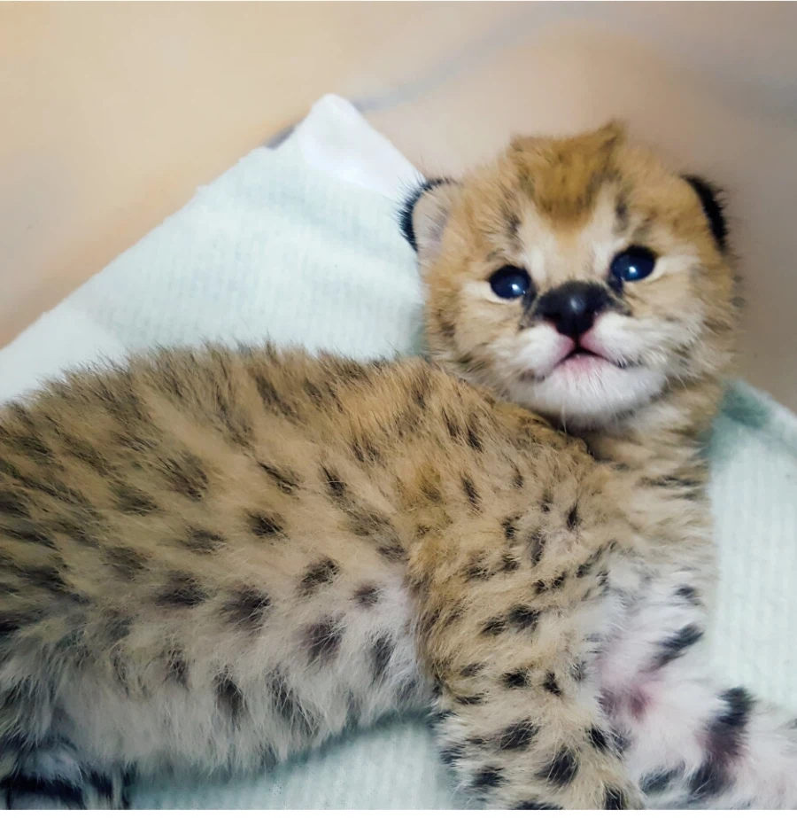 캣사진인데 10장 안 올려도 법상 문제 없는 캣사진은?_1.webp