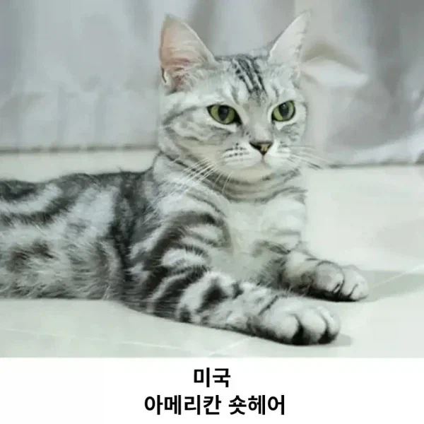 각 나라의 대표 고양이_3.webp