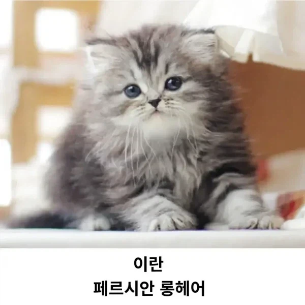 각 나라의 대표 고양이_4.webp