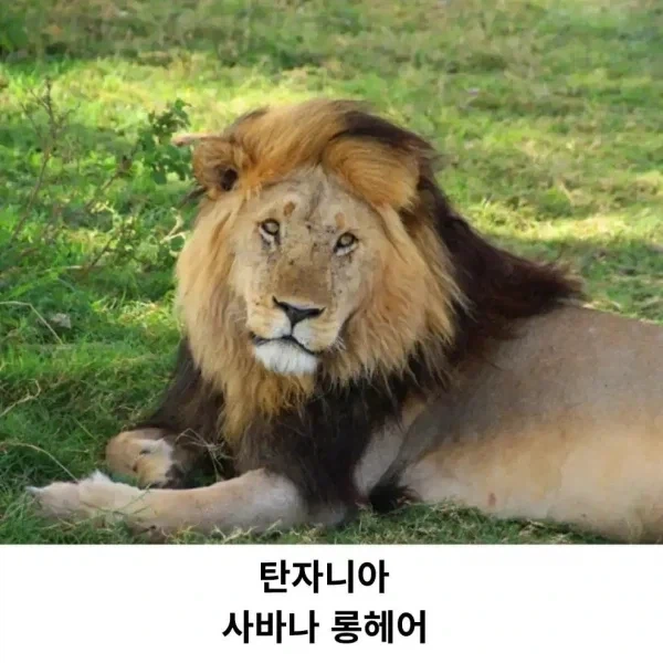 각 나라의 대표 고양이_5.webp