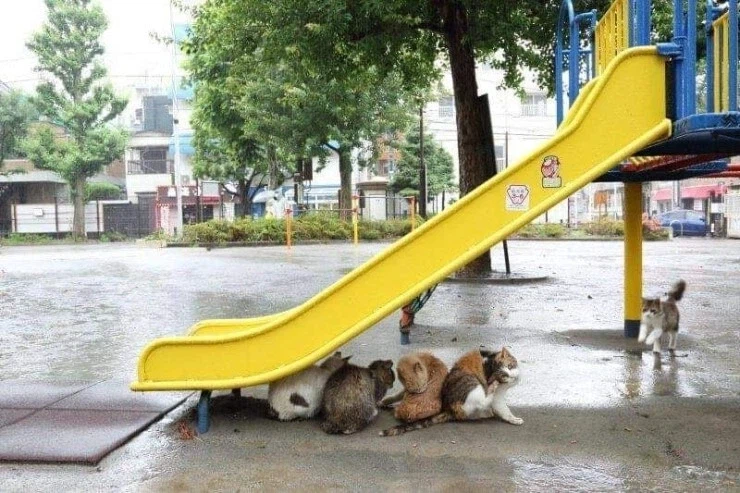 비를 피하는 고양이_1.webp