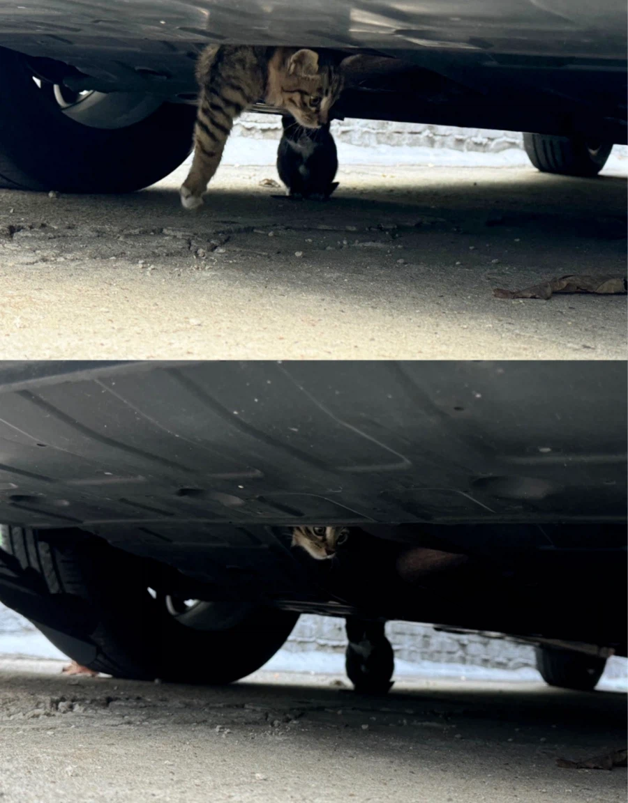 고양이가 집 나가서 실종 되는 이유_1.webp