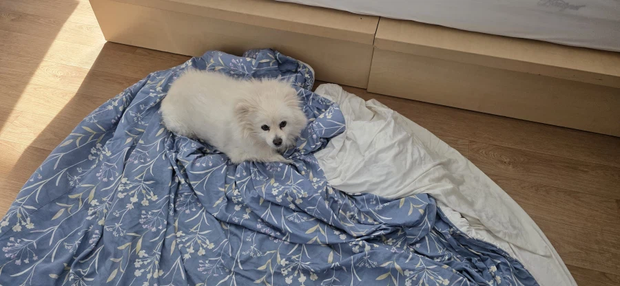 우리집 강아지나 보고가라_1.webp