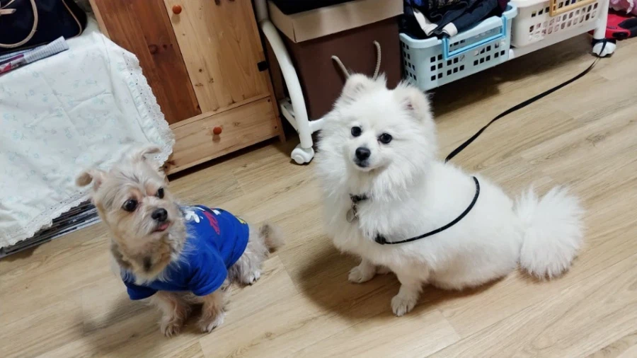 우리집 강아지나 보고가라_2.webp