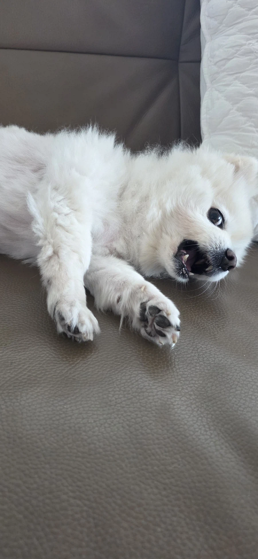 우리집 강아지나 보고가라_3.webp