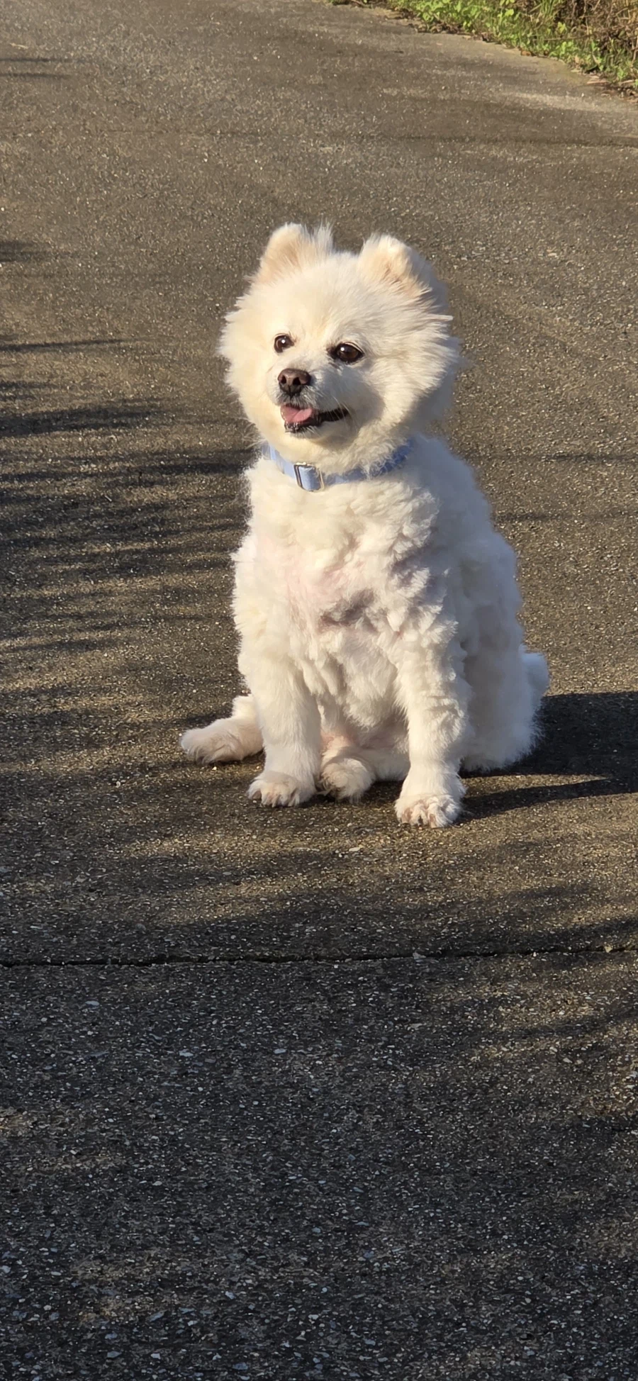 우리집 강아지나 보고가라_4.webp