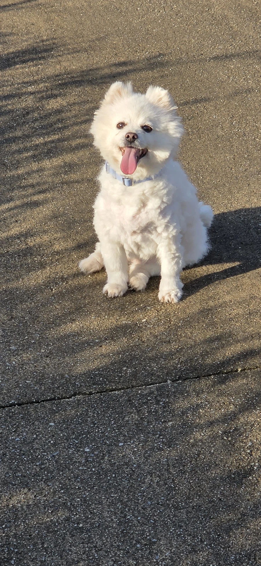 우리집 강아지나 보고가라_5.webp