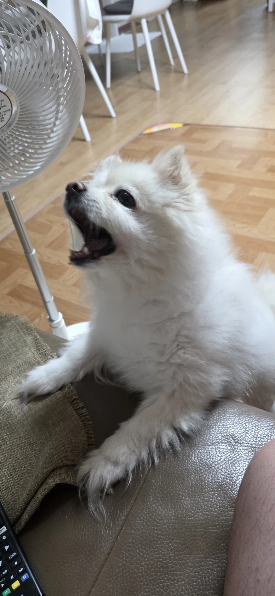 우리집 강아지나 보고가라_6.webp