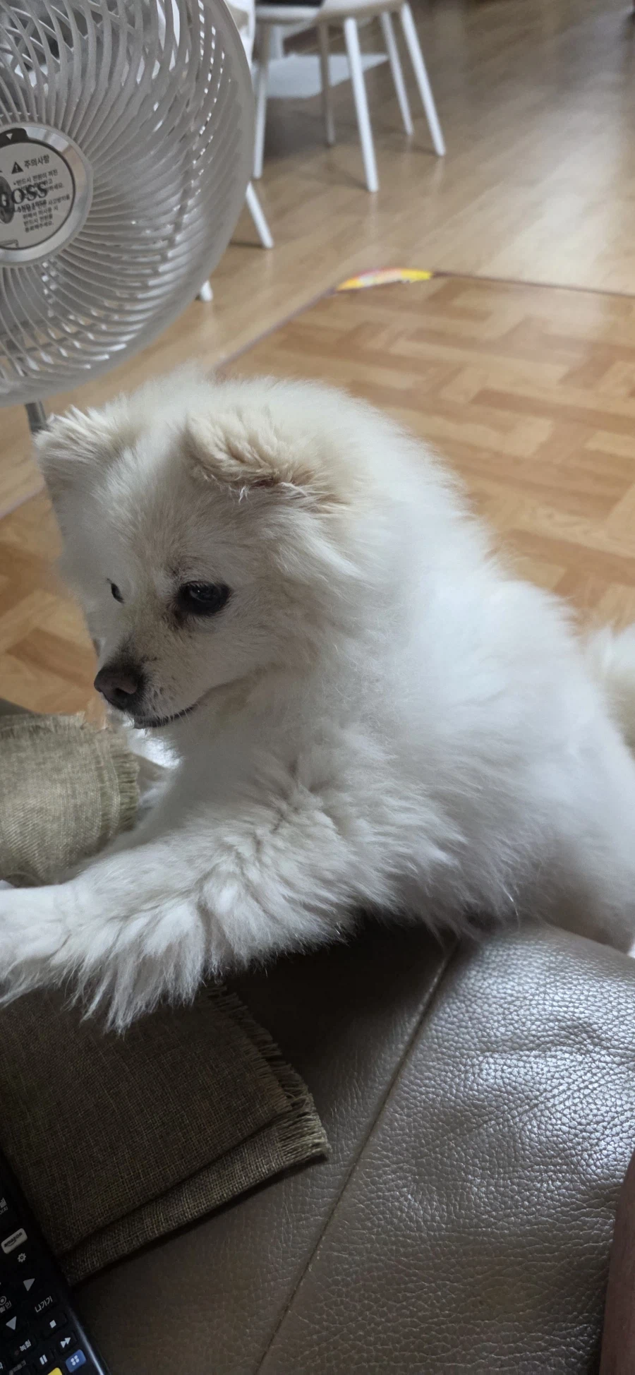 우리집 강아지나 보고가라_7.webp