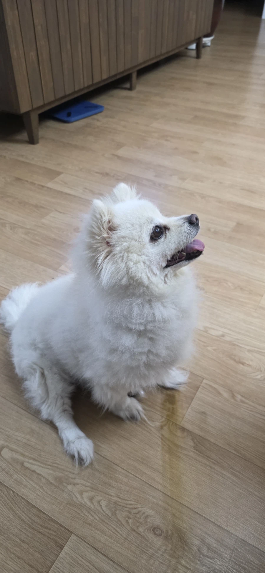 우리집 강아지나 보고가라_8.webp