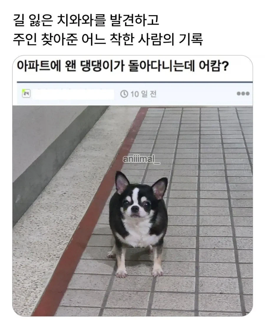 아파트에서 들개(?) 줍줍한 사람.jpg_1.webp
