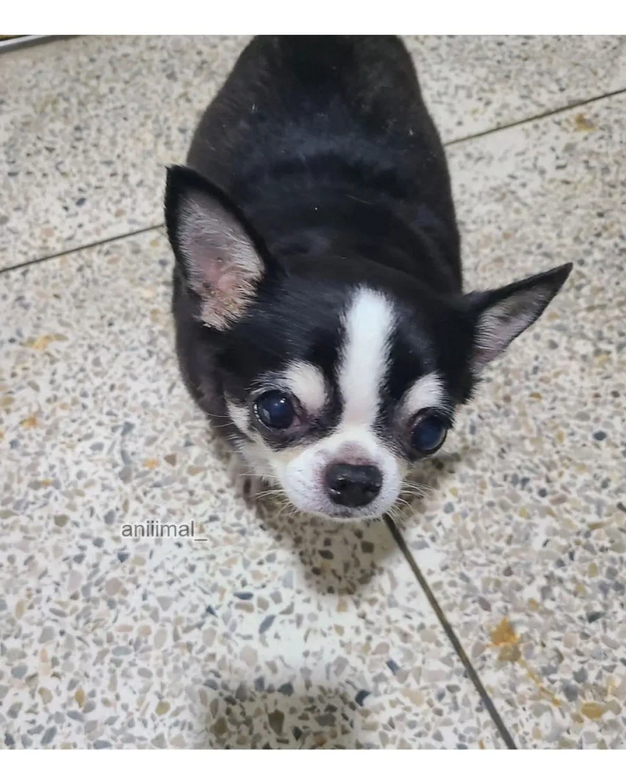 아파트에서 들개(?) 줍줍한 사람.jpg_2.webp