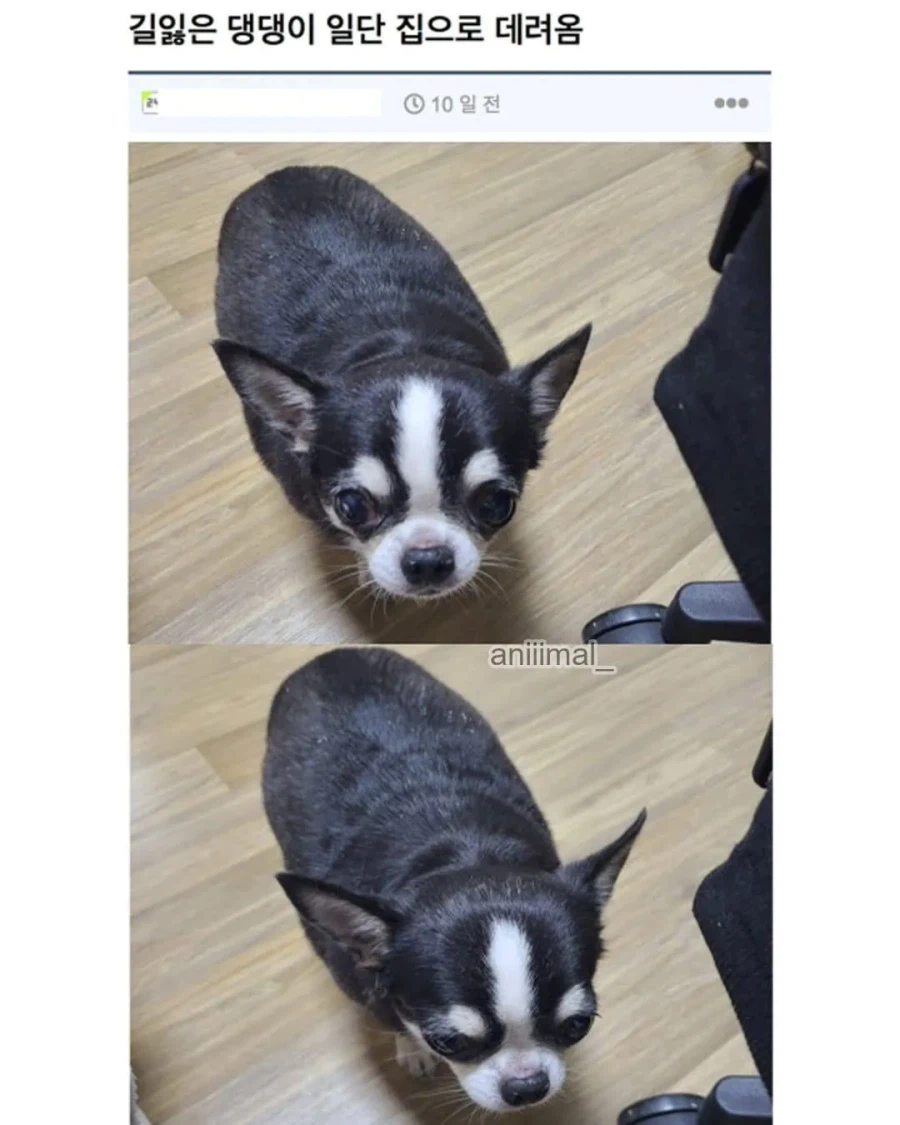 아파트에서 들개(?) 줍줍한 사람.jpg_5.webp