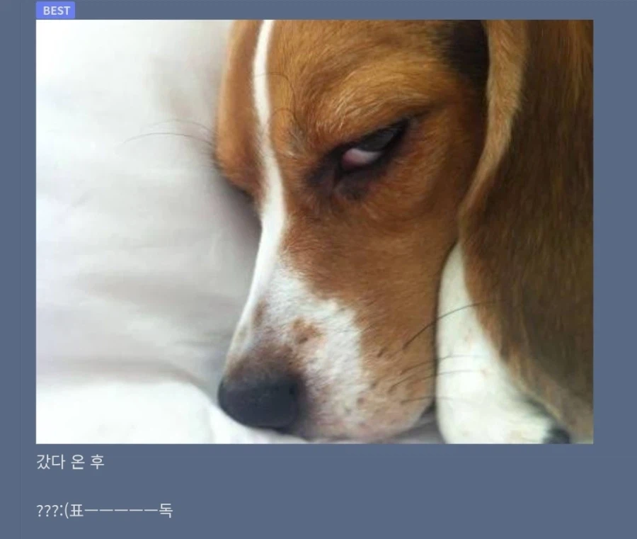 개아내는 속았습미다_4.webp