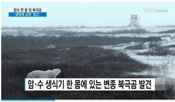 결국 보빔에 난입한 북극곰.jpg_1.webp
