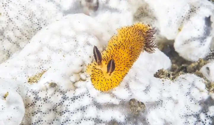 귀여운 바다생물 보고가_1.webp