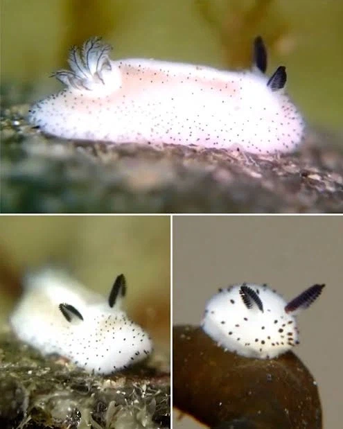 귀여운 바다생물 보고가_3.webp