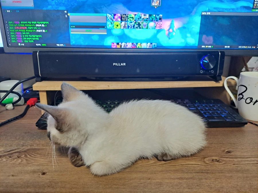 아기 고양이는 집사가 게임하는 것을 싫어해요_1.webp