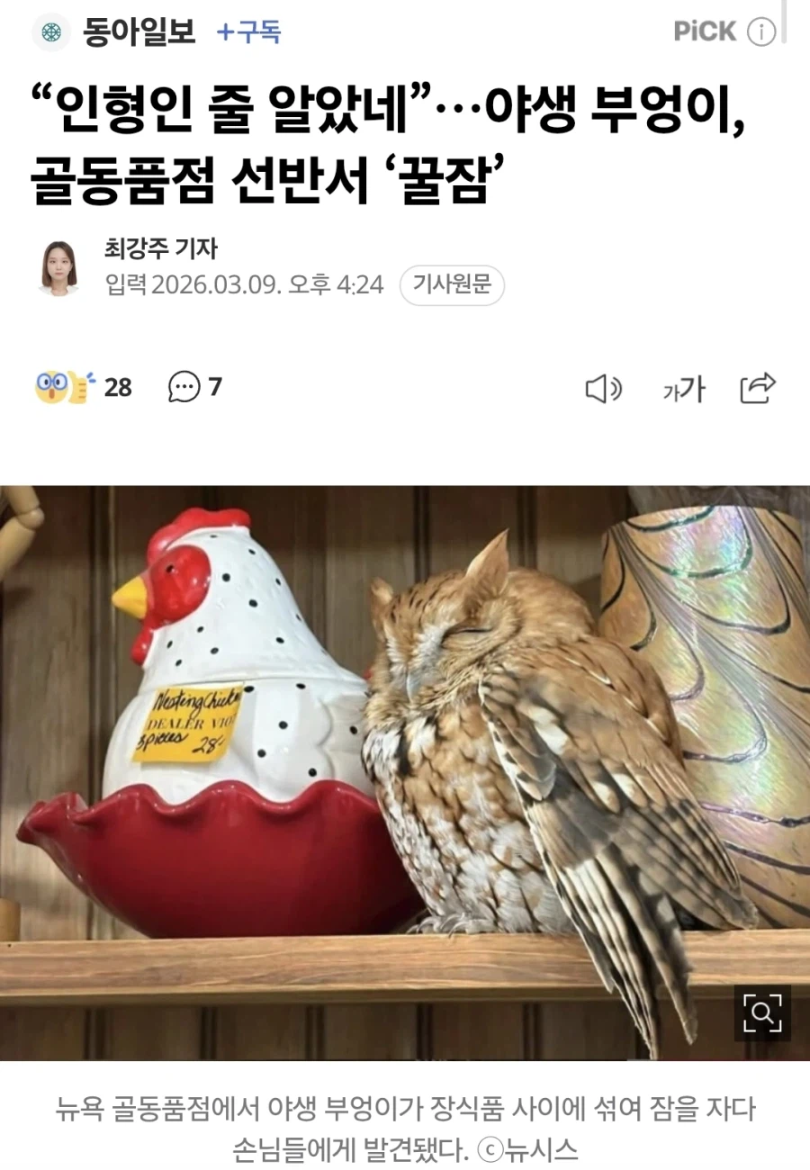 인형으로 위장했던 부엉이_1.webp