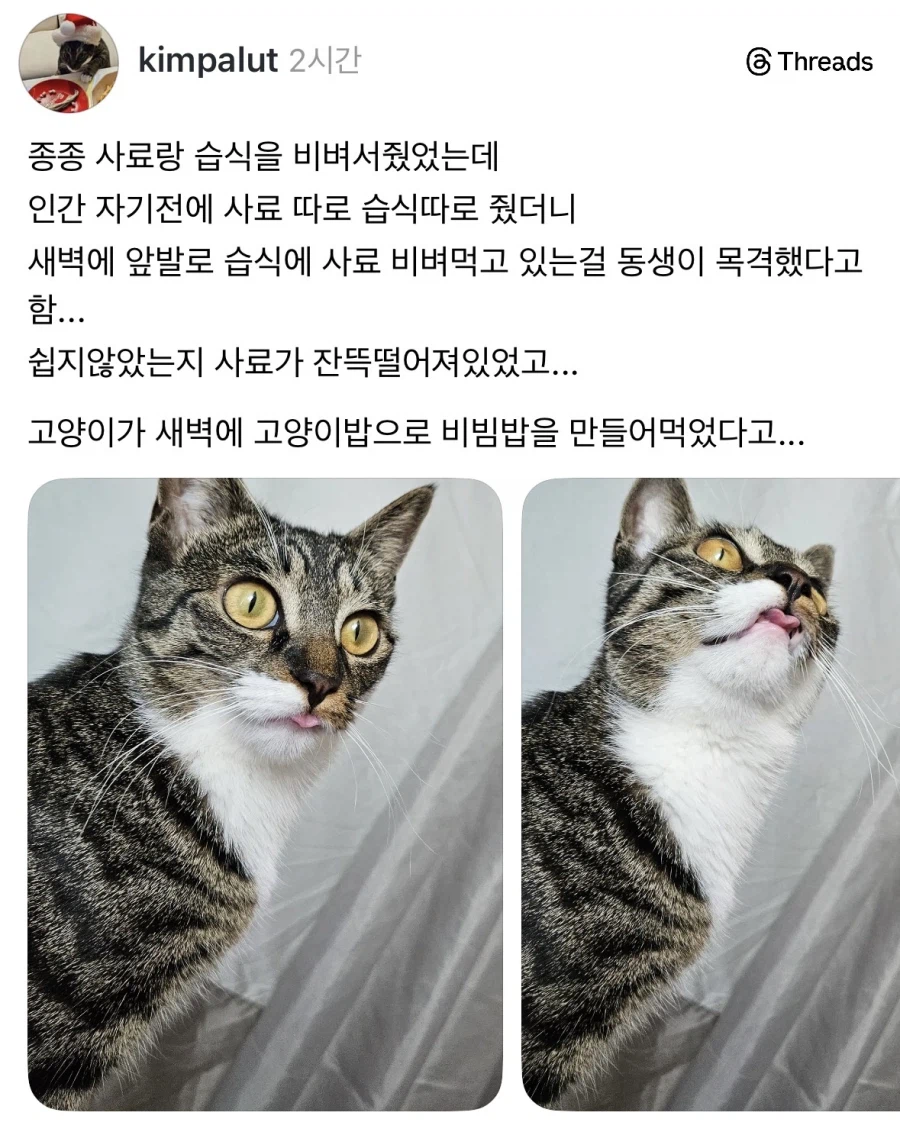 진정한 코리안 캣_1.webp