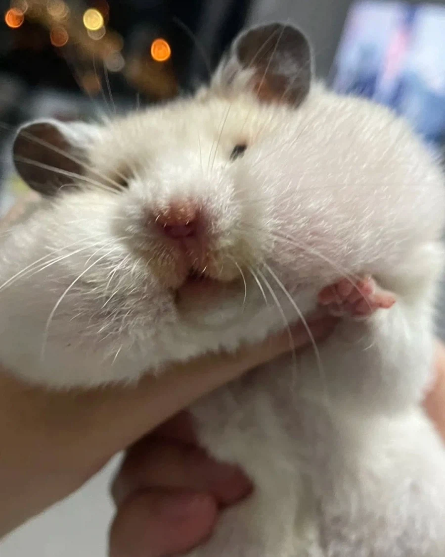 고구마 먹다 걸린 햄스터 jpg._2.webp