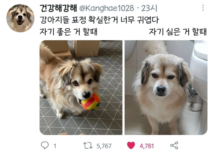 강아지 표정차이_1.webp