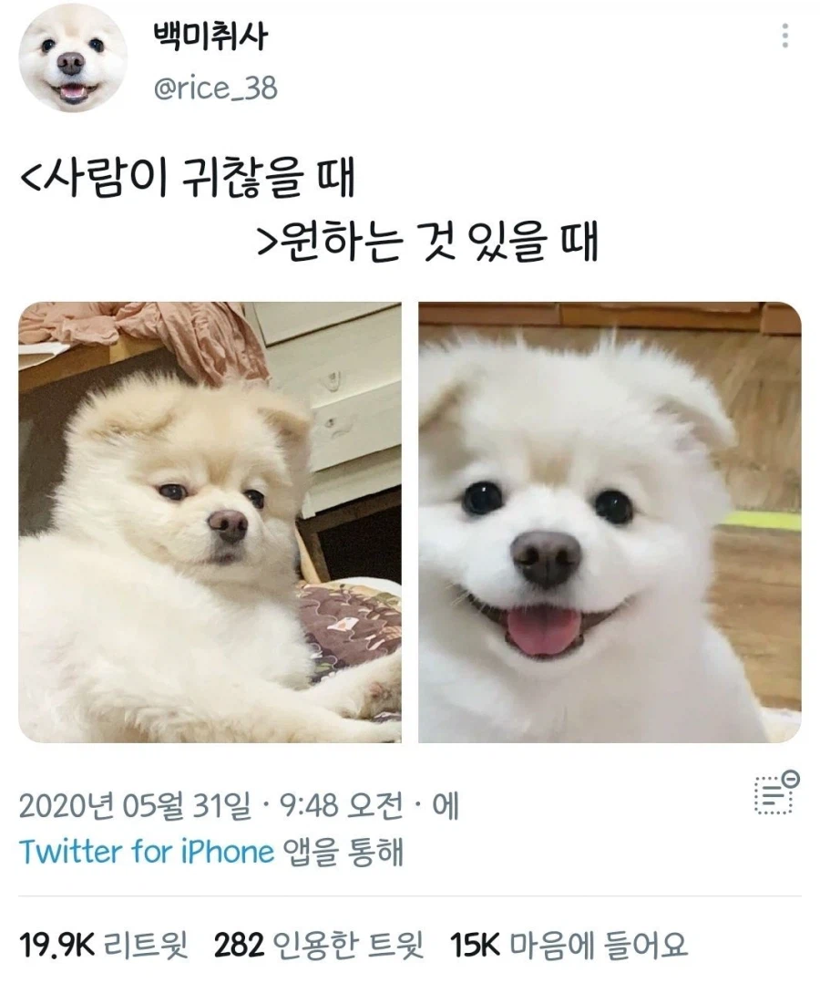 강아지 표정차이_2.webp