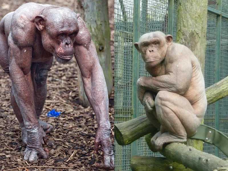 탈모증에 걸린 침팬지.jpg_1.webp