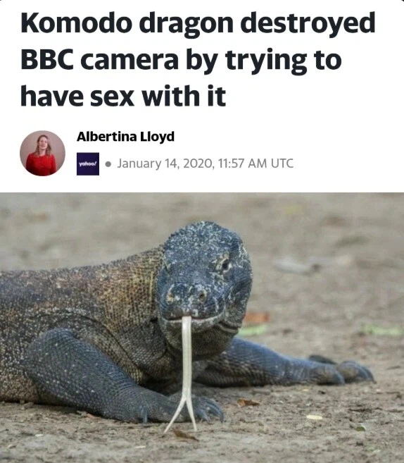 실제로 일어난 드래곤 카ㅅㅅ_1.webp