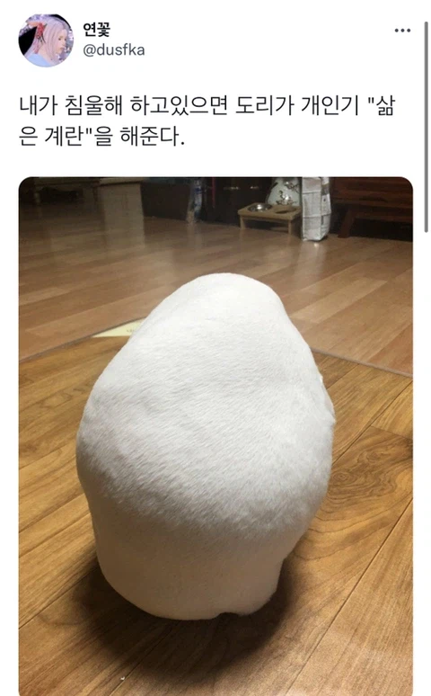 우울증이 있는 사람들이 반려동물을 키워야 하는 이유_2.webp