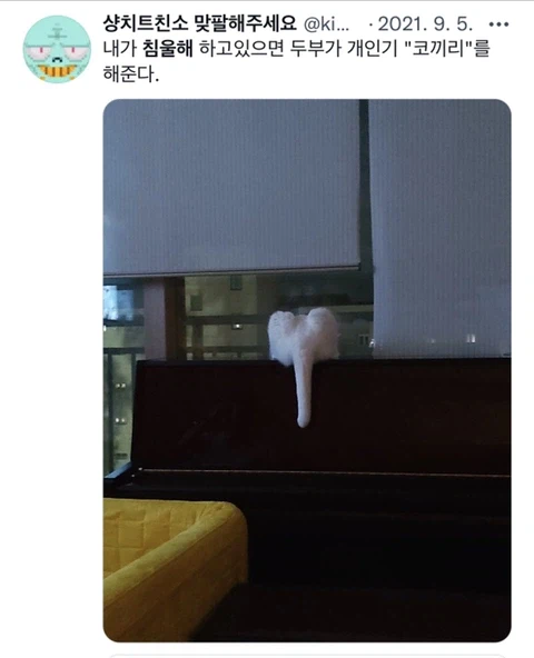 우울증이 있는 사람들이 반려동물을 키워야 하는 이유_3.webp