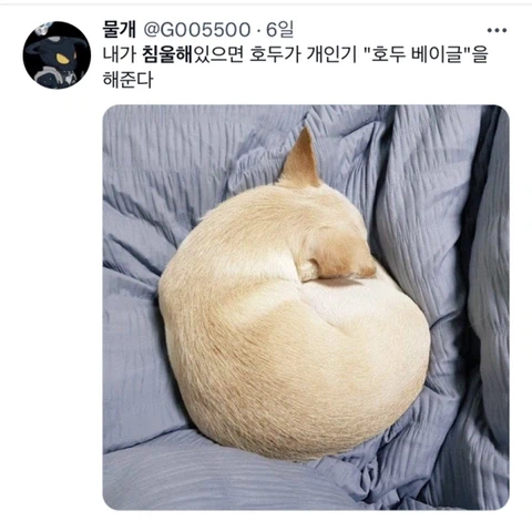 우울증이 있는 사람들이 반려동물을 키워야 하는 이유_5.webp