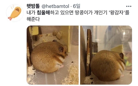 우울증이 있는 사람들이 반려동물을 키워야 하는 이유_7.webp