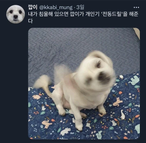 우울증이 있는 사람들이 반려동물을 키워야 하는 이유_15.webp