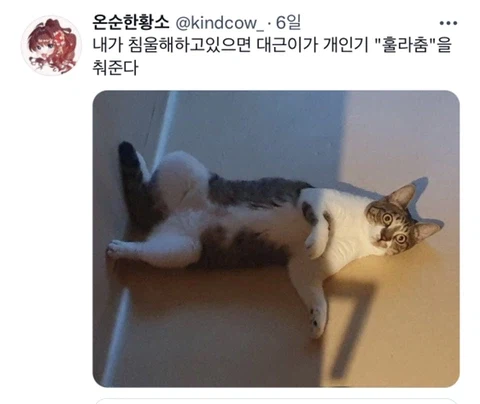 우울증이 있는 사람들이 반려동물을 키워야 하는 이유_16.webp