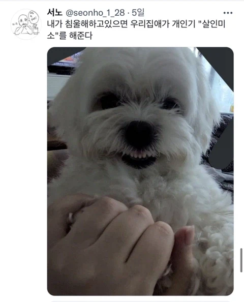 우울증이 있는 사람들이 반려동물을 키워야 하는 이유_18.webp