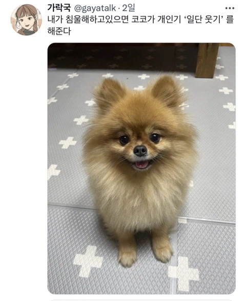 우울증이 있는 사람들이 반려동물을 키워야 하는 이유_19.webp