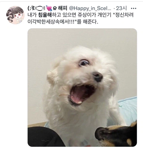 우울증이 있는 사람들이 반려동물을 키워야 하는 이유_20.webp