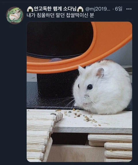 우울증이 있는 사람들이 반려동물을 키워야 하는 이유_21.webp