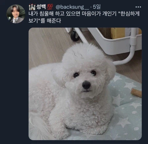 우울증이 있는 사람들이 반려동물을 키워야 하는 이유_24.webp